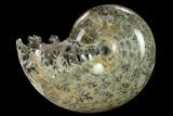 Polished, Agatized Ammonite (Phylloceras?) - Madagascar #132131-1